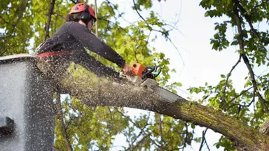 Tree Service